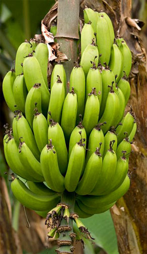 Cabeza de Bananos