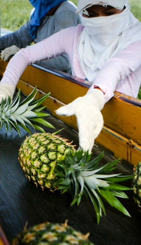 Pineapples Ecuador, pineapple harvest